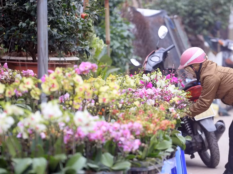 Nhằm phục vụ nhu cầu của người dân tiểu thương ở đây nhập về đa dạng các loại hoa, cây cảnh từ sớm. Nhiều nhất là các loại hoa phong lan, địa lan, hoa hồng, bạch trà, hồng trà, quất cảnh, dạ yến thảo, cúc mâm xôi, bưởi cảnh, quất bonsai, đào thế…