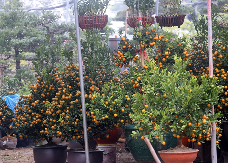 Những cây quất sai trĩu quả.