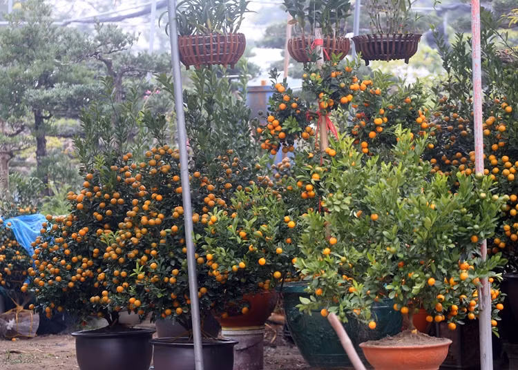 Những cây quất sai trĩu quả.