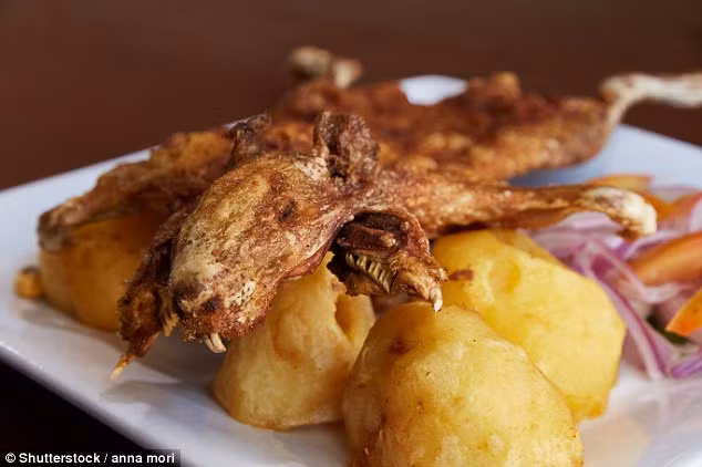 Đối với người dân ở Nam Mỹ, lợn guinea là một nguồn cung cấp protein. Người ta thường quay chân tay và cả đầu con lợn và bày ra đĩa, khiến nhiều người không dám thưởng thức.