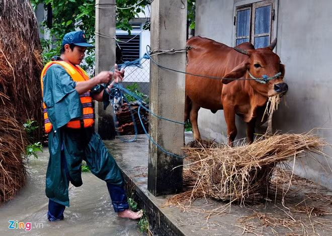 Dân quân xã Phổ Ninh (huyện Đức Phổ, tỉnh Quảng Ngãi) giúp dân sơ tán gia súc tránh lũ.