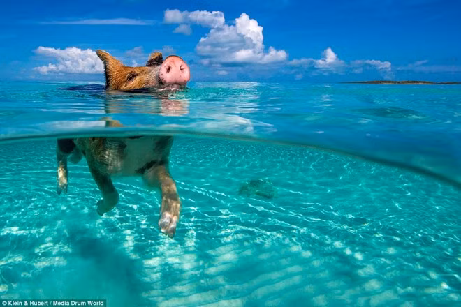 Đảo Big Major hay còn gọi đảo lợn là một hòn đảo nhỏ không người sinh sống, nằm ở Exuma, Bahamas (Khối thịnh vượng chung) nổi tiếng với những con lợn biết bơi vô cùng đáng yêu.