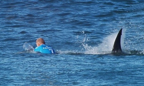 Một sự thật gây sốc đó là năm 2012, số người ở Mỹ bị chó cắn tử vong lớn hơn số người bị cá mập tấn công trong hơn 100 năm.