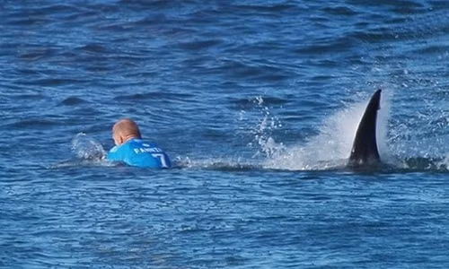 Một sự thật gây sốc đó là năm 2012, số người ở Mỹ bị chó cắn tử vong lớn hơn số người bị cá mập tấn công trong hơn 100 năm.