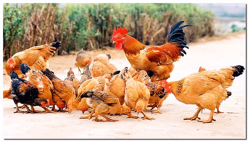 Đặc biệt, gà được người La Mã sử dụng để dự đoán kết quả trận chiến. Thầy tế sẽ rắc một loạt các loại hạt phía trước con gà và quan sát xem chúng có ăn nhiều hay không. Điều này được cho là tương ứng với khả năng thành công của quân đội La Mã trong trận chiến ngày hôm đó. Ảnh: Lao động.