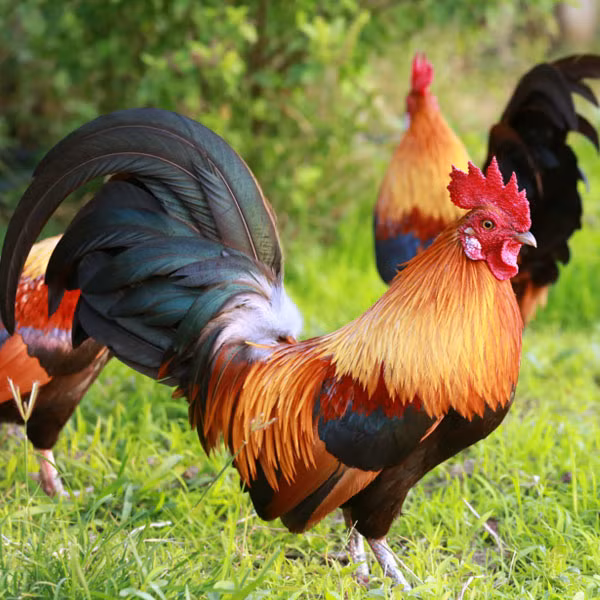 Không tin vào cách xem bói bằng con gà linh thiêng trên, Pulcher ra lệnh cho lực lượng Hải quân La Mã tấn công hạm đội Carthage và nhận lấy thất bại nặng nề. Sau thất bại đó, Pulcher bị triệu hồi về Rome và đem ra xét xử vì tội giết chết con gà linh thiêng. Pulcher bị kết án lưu đày và qua đời sau đó. Ảnh: Traigangachau.com.