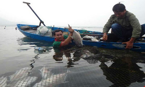 Anh Trần Văn Minh ngâm người dưới dòng nước lạnh buốt để vớt cá chết.