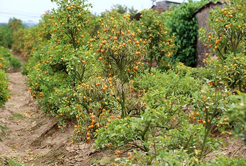 Có mặt tại làng quất Tứ Liên (quận Tây Hồ, Hà Nội), các vườn cây đã vàng óng màu của quả chín. Rất nhiều nhà vườn có quất chín sớm, lá héo rũ phải mang vứt đi ngay ngoài cửa. Anh Đỗ Minh, chủ một vườn quất tại đây cho biết, năm nay thời tiết nắng nóng kéo dài khiến cho quất chín sớm, nhiều cây bị nóng úa vàng hết lá phải chặt bỏ.