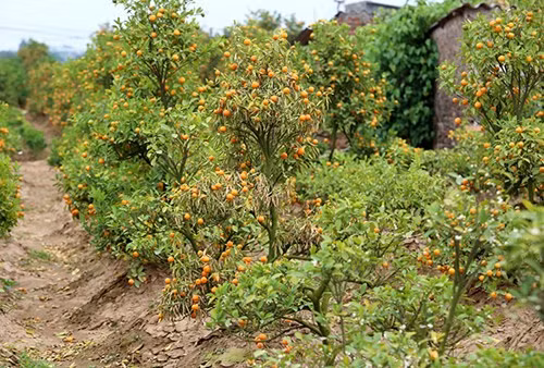 Thoi tiet that thuong khien dan trong dao, quat the tham