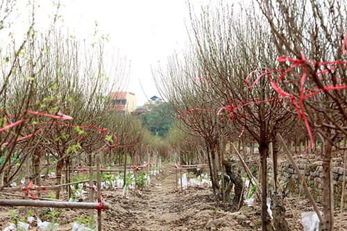 Do đó hầu như đào Nhật Tân đều đang mới ở giai đoạn đâm chồi non.