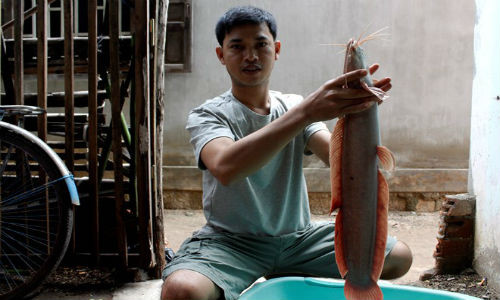 Anh Toàn cùng con cá trê bạch tạng gần 2 kg. Ảnh: Huỳnh Hải.