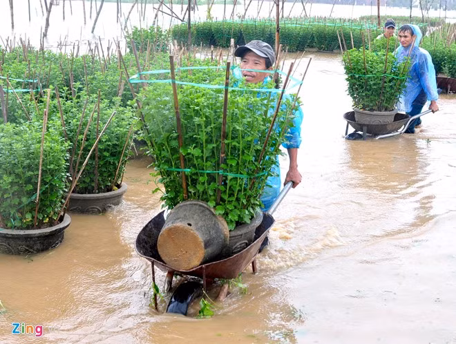Liên tục những ngày qua, người dân Quảng Ngãi dầm mưa ồ ạt chuyển hoa cúc tết lên vùng cao tránh lũ. Nhờ kịp thuê người chuyển hoa cúc ra khỏi vùng ngập lụt nên nhiều hộ dân trồng cúc tết ở huyện Tư Nghĩa giảm đáng kể thiệt hại.