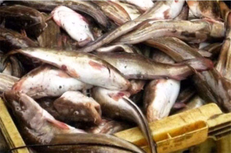 Bo Y te vao cuoc vu ngo doc ca noc tai Ca Mau