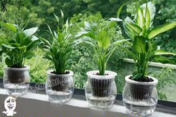 Phòng khách kỵ nước, vì thế không nên đặt các loại cây sống trong nước vì nước sẽ làm tiêu tán tài khí.