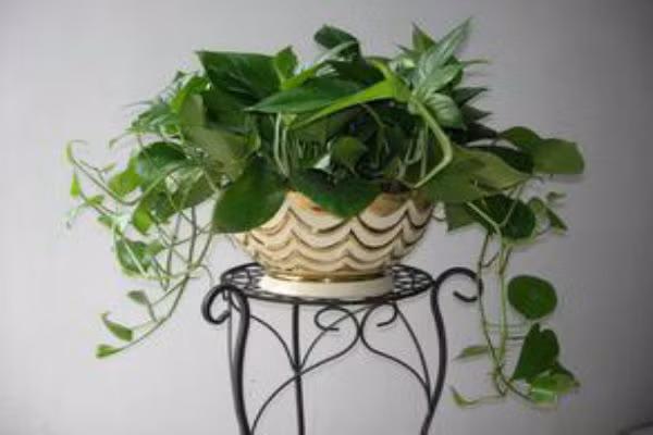 Trồng cây tài lộc trong phòng khách cần chọn loại cây xanh tươi, dễ sống và sinh trưởng mạnh, đặc biệt là những loại cây lá to, lá dày dáng trong để duy trì vượng khí 