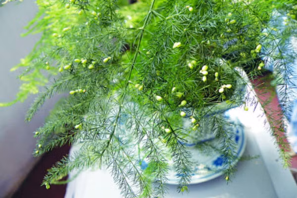 Tận dụng sự cát tường như ý cuả các loại thực vật có màu xanh để thổi bùng vận khí đào hoa cho bạn - đây cũng là cách thường dùng trong phong thủy. 