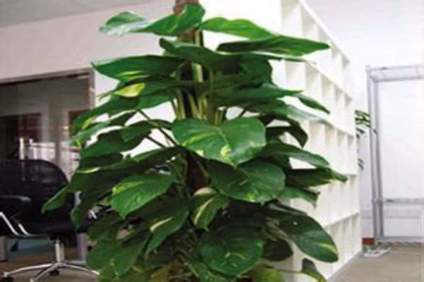 Cách khắc phục là bạn hãy đặt một chậu cây lá lớn để chiêu tài. 