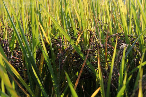  Đặc biệt là bà bầu, những sản phụ suy nhược cơ thể sau sinh, thể chất yếu ăn gạo nếp cẩm thường xuyên vô cùng tốt cho sức khỏe. 