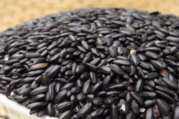  Vì thế gạo nếp cẩm nhiều chất dinh dưỡng hơn gạo thường, có tác dụng sàng lọc gốc tự do, bổ sung sắt, cải thiện chứng thiếu máu, chống stress và điều tiết miễn dịch 