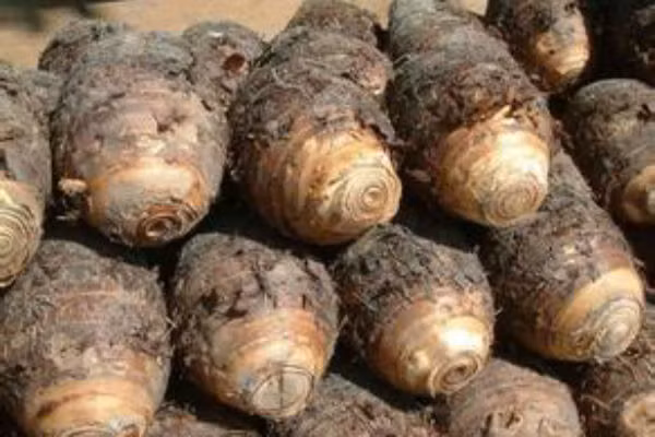  Tuy các loại khoai rất tốt nhưng không nên bữa nào cũng ăn, nhiều người muốn giảm cân nên cuồng ăn khoai, lâu dần sẽ dẫn đến hiện tượng thiếu hụt protein. Hơn nữa, việc nạp quá nhiều chất xơ sẽ ảnh hưởng đến sự hấp thu vi khoáng. Nhiều người phương Tây có thói quen dùng khoai tây thay cho bánh mì hay sản phẩm từ gạo chính nhưng họ ăn kèm rất nhiều thịt động vật hoặc các sản phẩm từ sữa nên không bị thiếu thiếu hụt dinh dưỡng. 