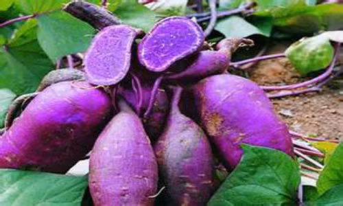  Dựa vào các nguyên tắc trên bạn có thể phát huy tác dụng của các loại khoai vừa không lo ảnh hưởng đến sự hấp thu các chất dinh dưỡng khác vừa có lợi cho sức khỏe. Cần phải lưu ý các loại khoai đều không để được lâu vì rất dễ bị biến chất, đặc biệt là khoai tây, do vậy ăn đến đâu mua đến đó cho tươi ngon và tốt cho sức khỏe. 