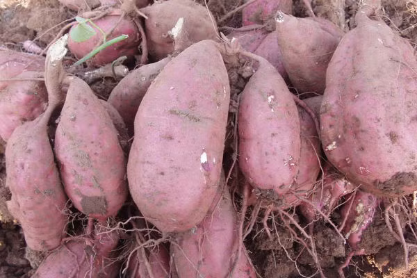  Nên ăn với thực phẩm giàu protein. Đối với các loại gạo, bột mì hay các loại khoai đều chứa hàm lượng carotene, vitamin B1, vitamin B2, vitamin C, niacin cao, nhưng hàm lượng protein lại rất thấp. Nếu sử dụng chúng để thay thế thực phẩm chính dễ dẫn đến thiếu hụt protein. Vì vậy, tốt nhất hãy kết hợp với các thực phẩm giàu protein như sữa, trứng, thịt nạc, cá… để hỗ trợ bổ sung sinh dinh dưỡng cho nhau. 