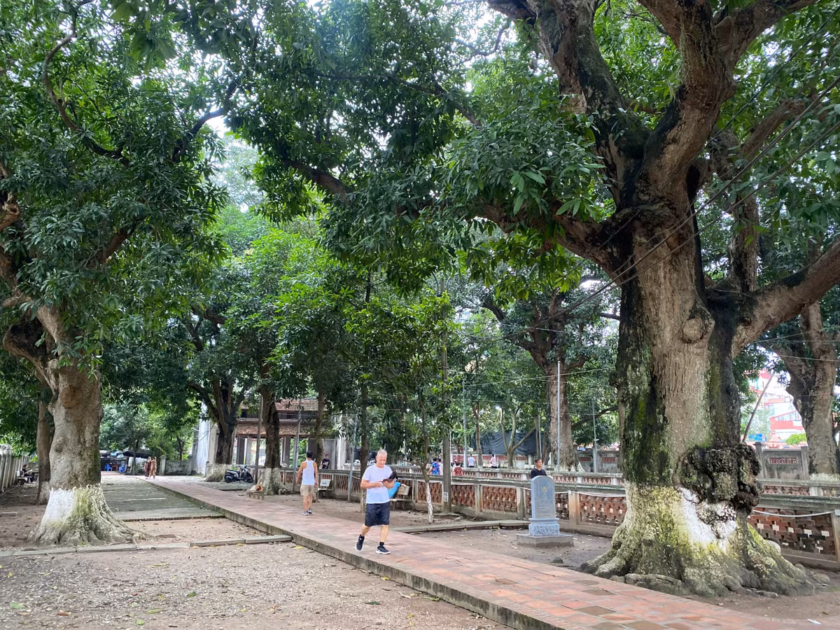 Hàng muỗm cổ thụ rợp bóng mát trong sân chùa.