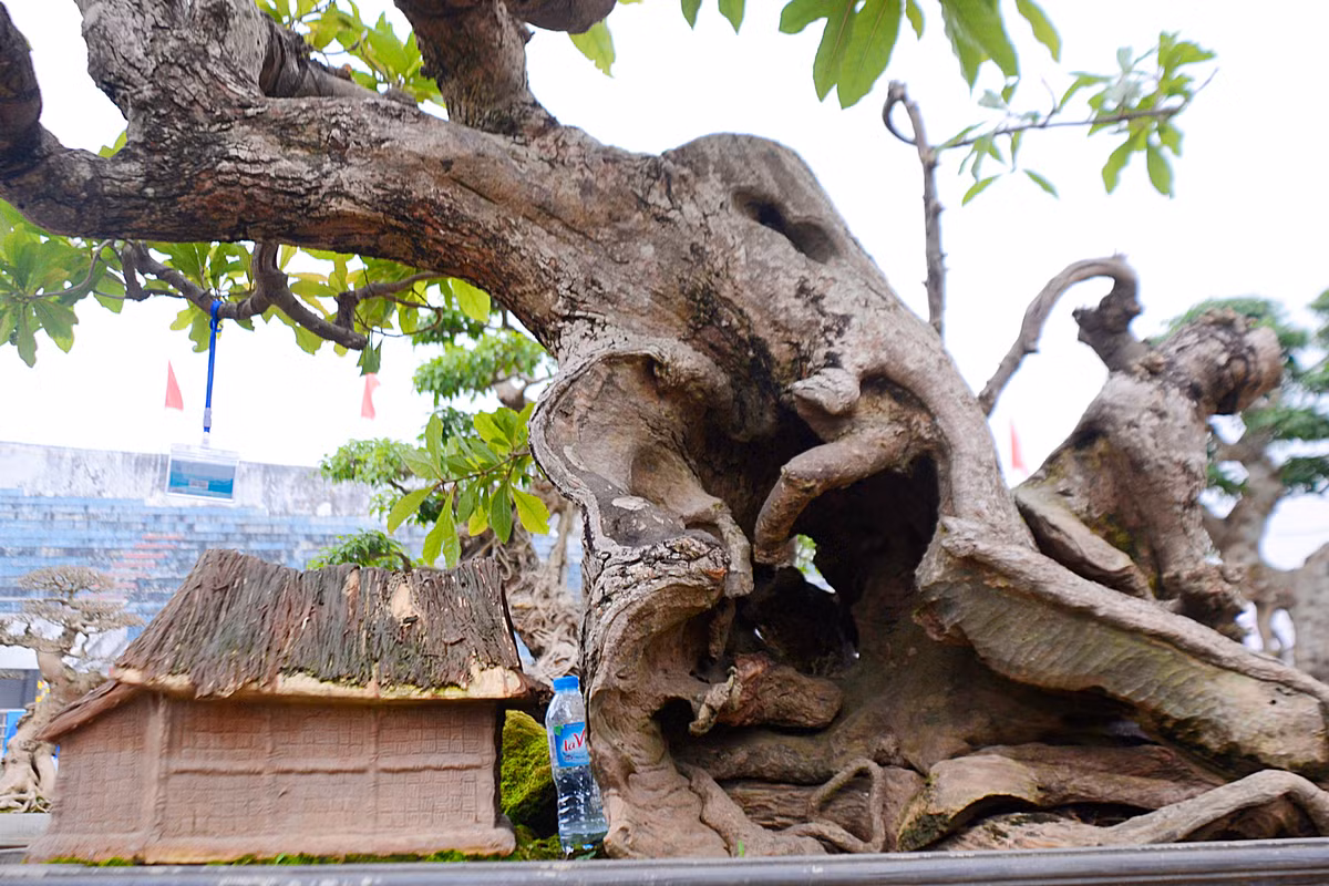 Dáng cây cảnh này thon dần từ gốc lên đến ngọn.