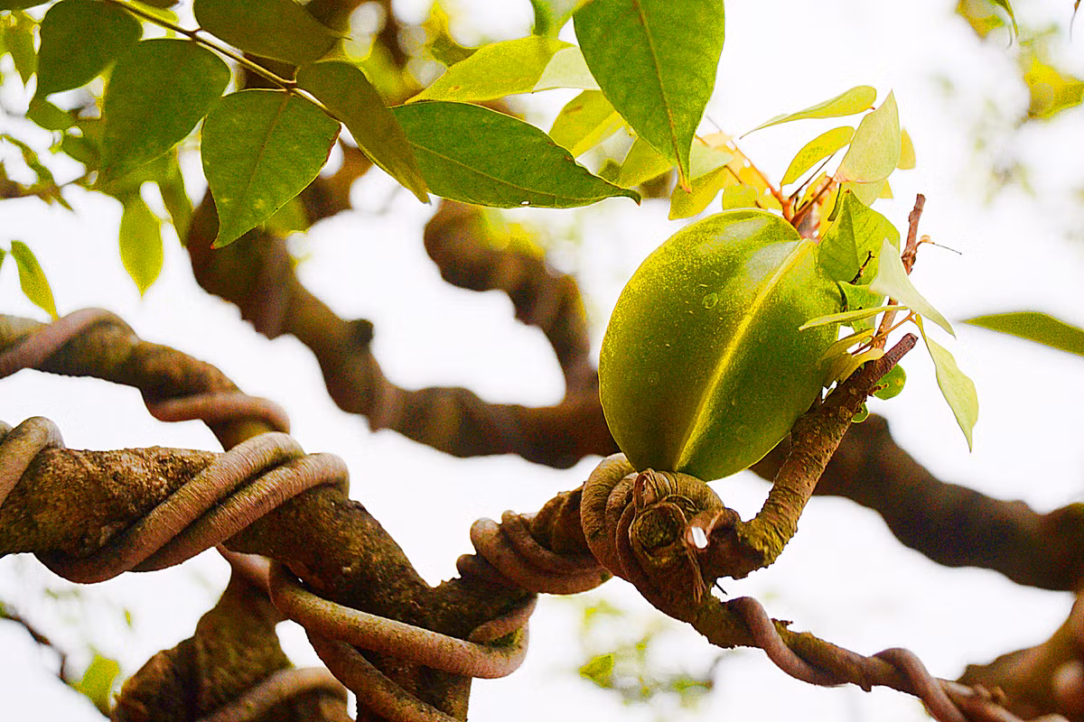 Trên cây khế có rất nhiều quả.