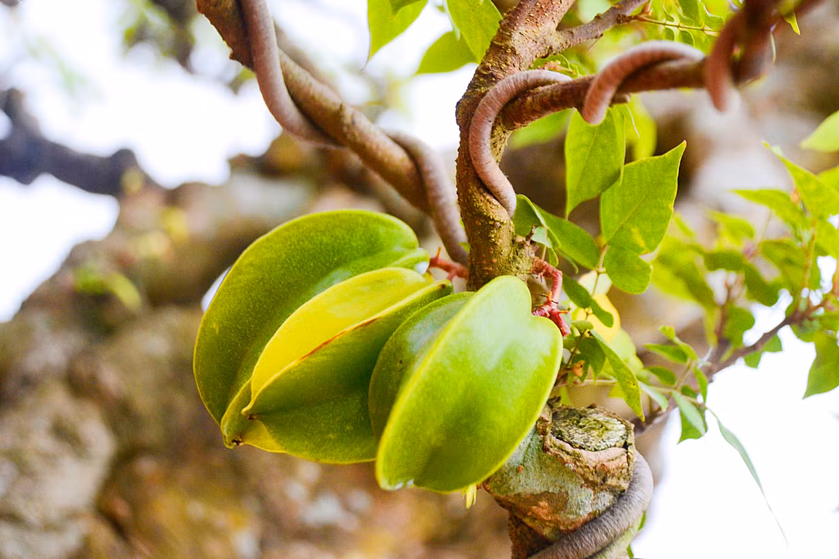 Những quả khế này khá nhỏ, xanh mướt trông rất đẹp mắt.