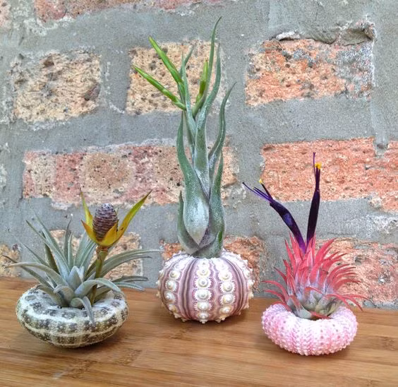 ... hoặc để trong văn phòng làm việc, thích hợp với những không gian nhỏ. Ảnh: etsy.com.