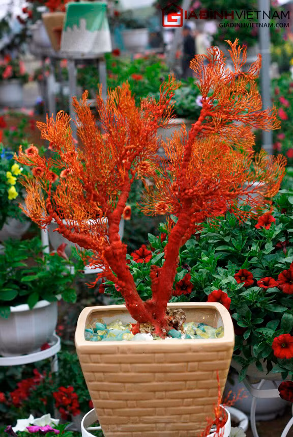 Là 1 trong 7 loại bảo vật quý hiếm. Ảnh: GĐVN.