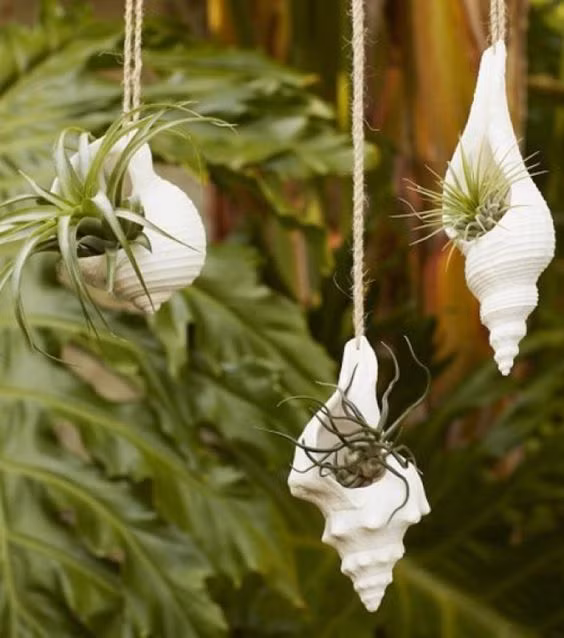 Chậu cây dây leo vỏ ốc giúp mang không gian tự nhiên vào trong phòng. Ảnh: pose.com.vn