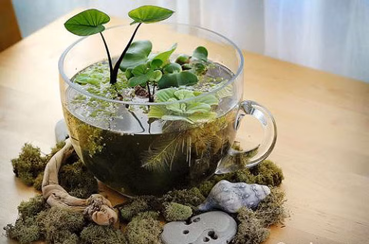 Những sinh vật dưới nước như ốc, tảo, rong rêu... cũng trở thành vật trang trí độc đáo trong ly nước.