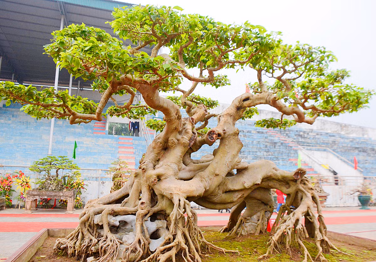 Chiều cao tác phẩm trên 2m, gốc to tựa con hổ thật trông rất vững chãi, hùng dũng, oai nghiêm.