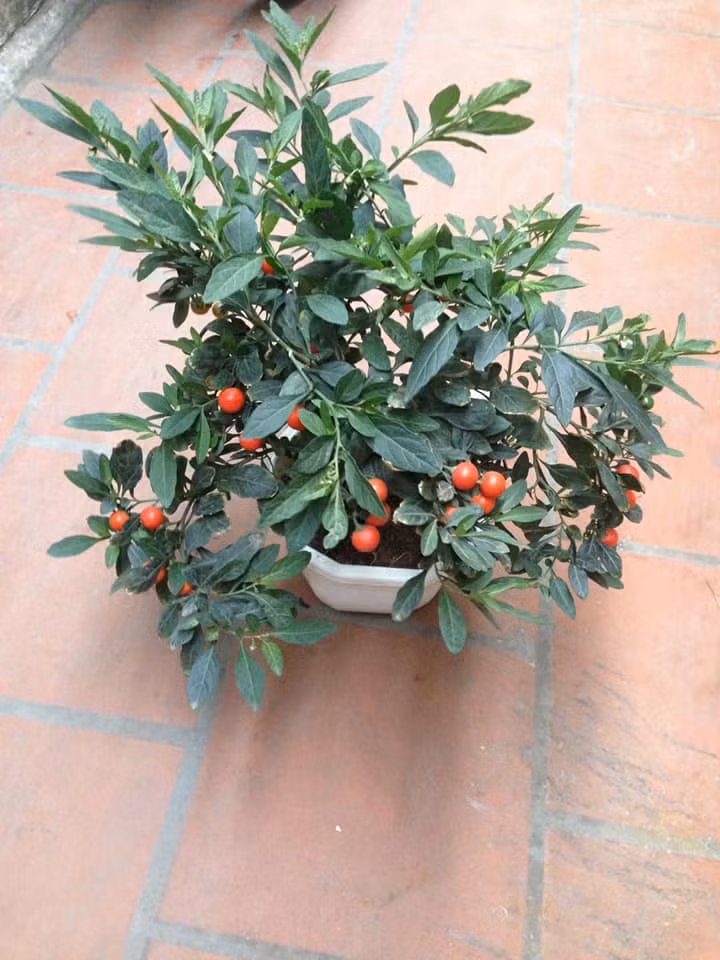 Chúng được rao bán với giá khoảng 100.00 – 150.000 đồng/cây. Ảnh: FB Thu Thủy.