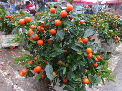 Với màu đỏ rực và sum suê quả, loại cây trang trí Tết này được cho là có ý nghĩa mang lại sự may mắn, thuận lợi, đủ đầy. Ảnh: Internet.