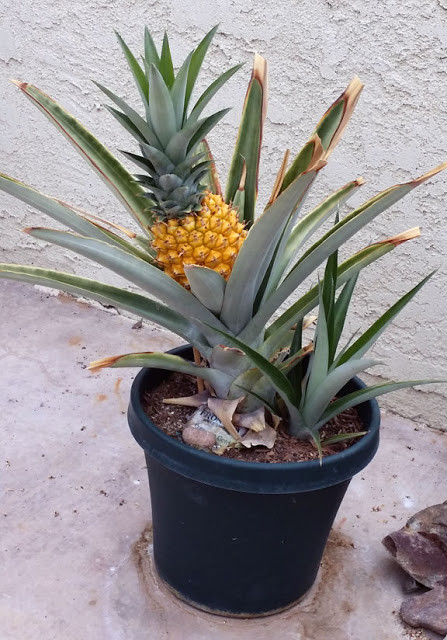 Những chậu dứa bonsaicos giá bán trung bình từ 150.000 - 300.000 đồng/chậu. Ảnh: Dream N Grow It - WordPress.com.