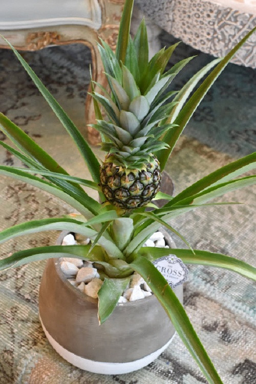 Bonsai dua chung Tet sieu doc khien dan HN me dam-Hinh-13