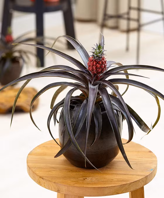 Bonsai dua chung Tet sieu doc khien dan HN me dam-Hinh-2