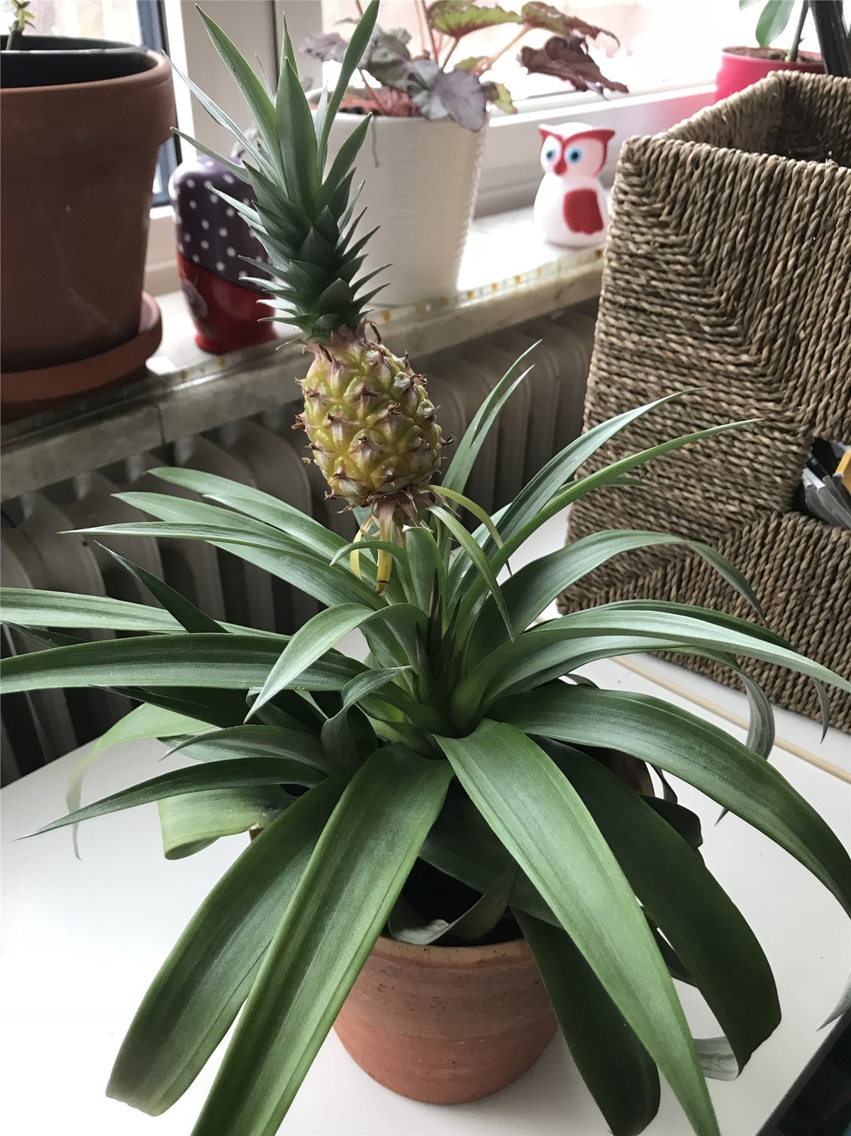 Chúng có thể được bày tại phòng khách hoặc phòng ngủ, bàn làm việc tạo mùi thơm nhẹ. Ảnh: http://peromyscus.blogspot.com.