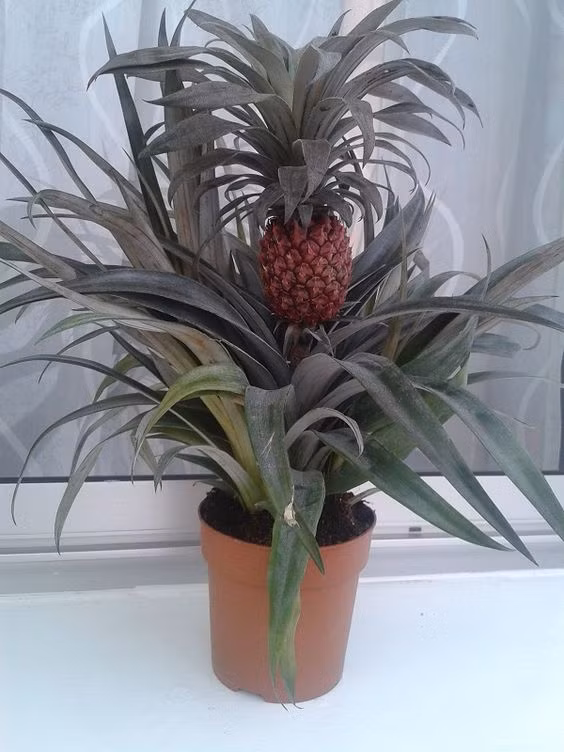 Bởi nếu trái bị nám, bị sâu xấu mã thì coi như mất công chăm bón cả năm trời. Ảnh: Paqui.Ex.