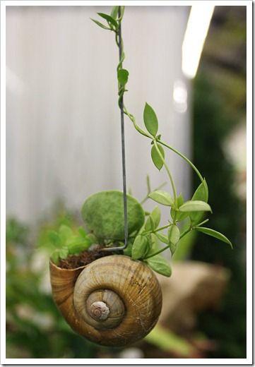 Sau đó, người ta dùng một sợi dây kẽm cứng móc vào vỏ ốc để cố định không làm vỏ ốc nghiêng khi treo lên cao. Ảnh: Gerhard Bock.