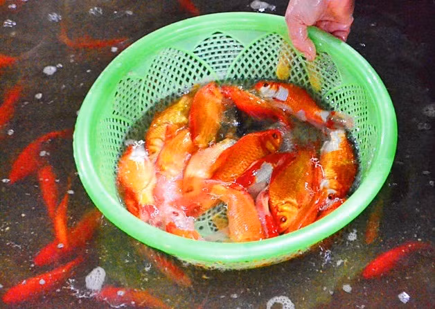 Hiện cá có mức giá từ 15 - 20/bịch (3 con) tùy loại.