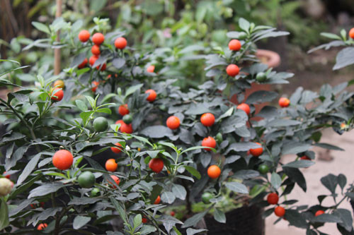 Giúp gia chủ tấn tài tấn lộc. Ảnh: hanoimoi.com.vn.