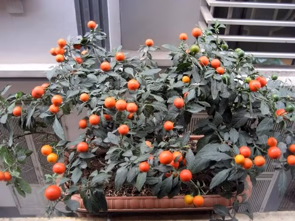 Hợp mệnh gia chủ. Ảnh: Internet.