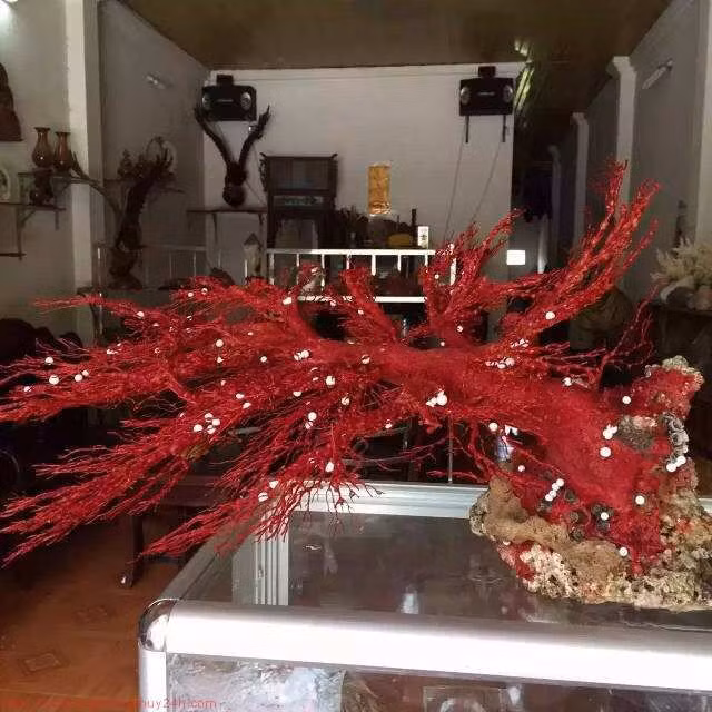 Đặc biệt, san hô đỏ có thể để nguyên bản khi mang từ biển lên... Ảnh: quatangphongthuy24h.com.