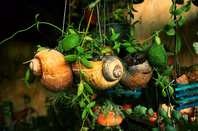 Những chậu hoa treo vỏ ốc này đã được làm từ vỏ ốc đã làm sạch các chất bẩn và muối mặn bên trong. Ảnh: applesnail.ne.