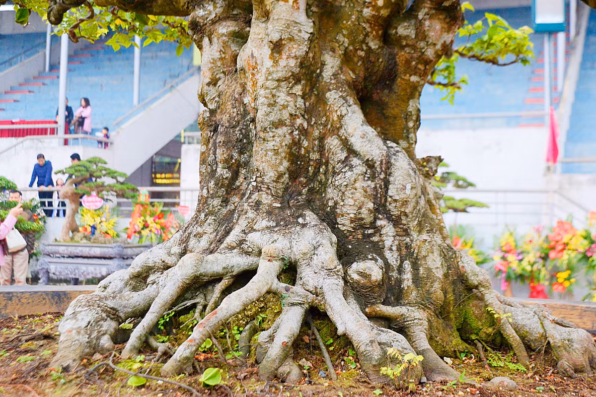 Phần gốc cây và phần thân cây phía trên được phân rõ.