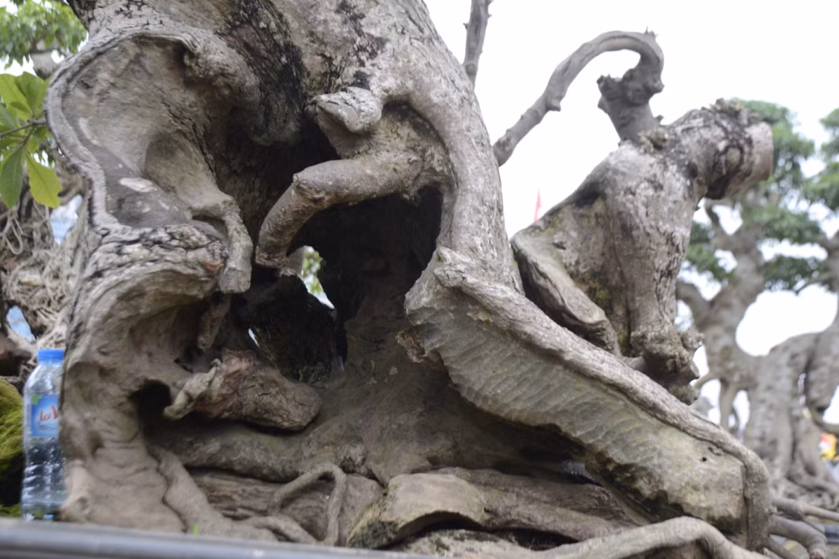 Theo một số người sành chơi cây cảnh, cây lộc vừng này có tuổi thọ trên dưới 100 tuổi.